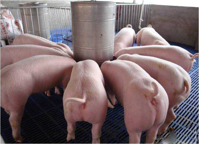 母猪好好一窝,后备母猪养殖管理技术