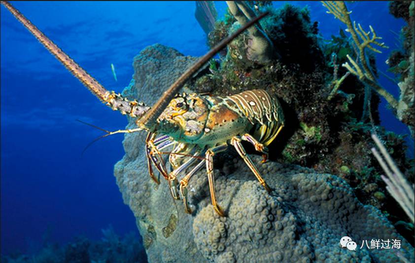 加勒比棘龙虾佛罗里达龙虾之王同时还挂六国帅印