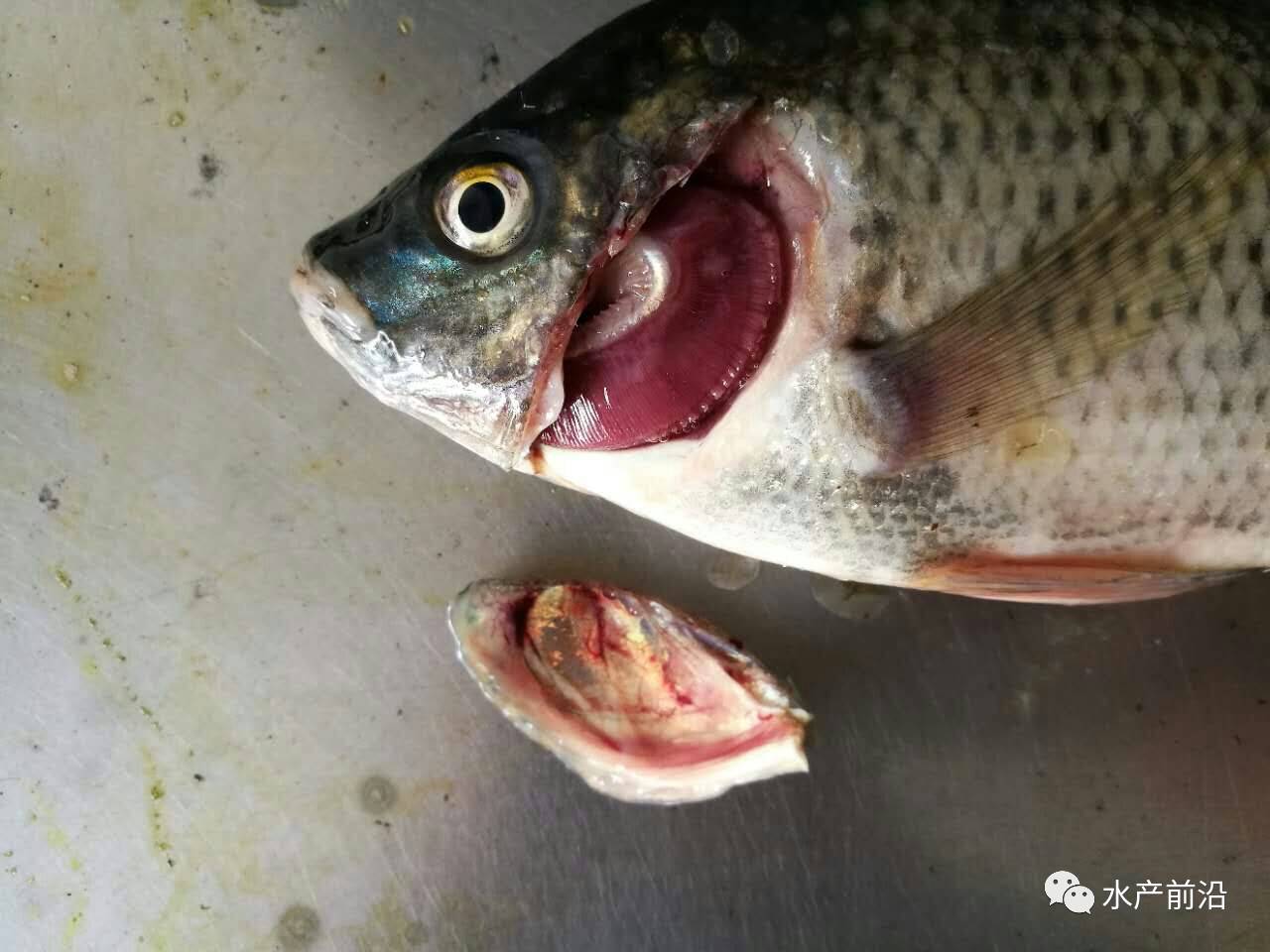 罗非鱼常见病图图片