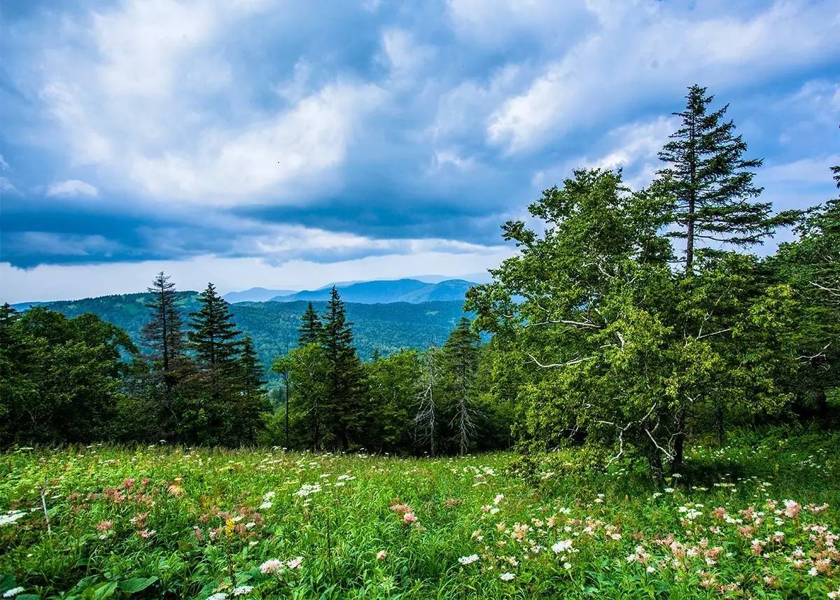 中國龍江森工鳳凰山森林生態旅遊節暨杜鵑花觀賞節開幕