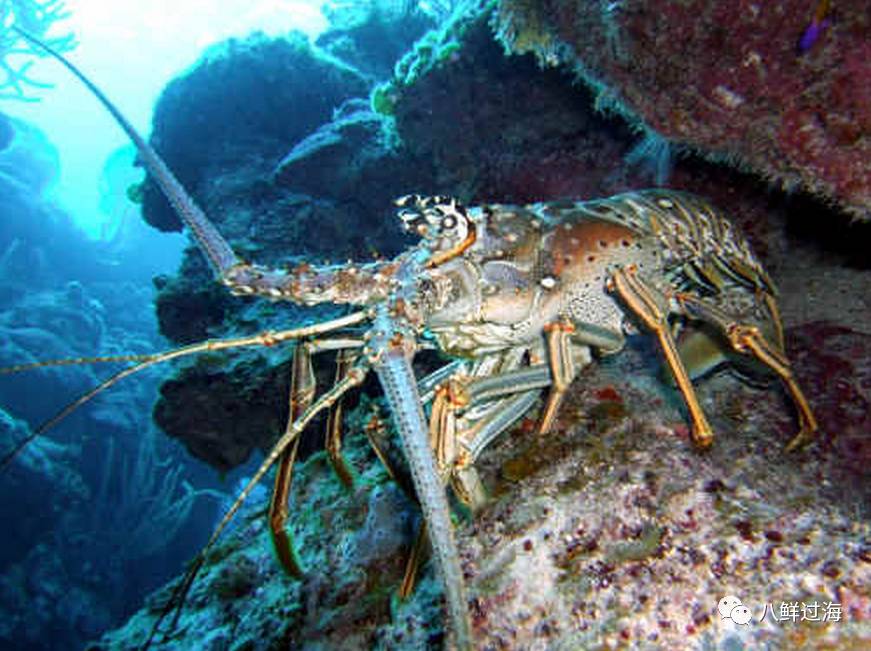 加勒比棘龙虾佛罗里达龙虾之王同时还挂六国帅印