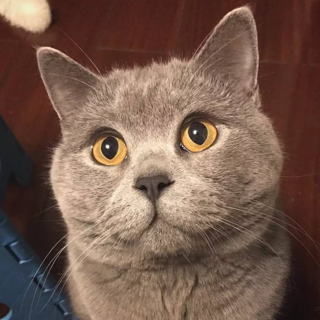 猫咪头像蓝色眼睛图片