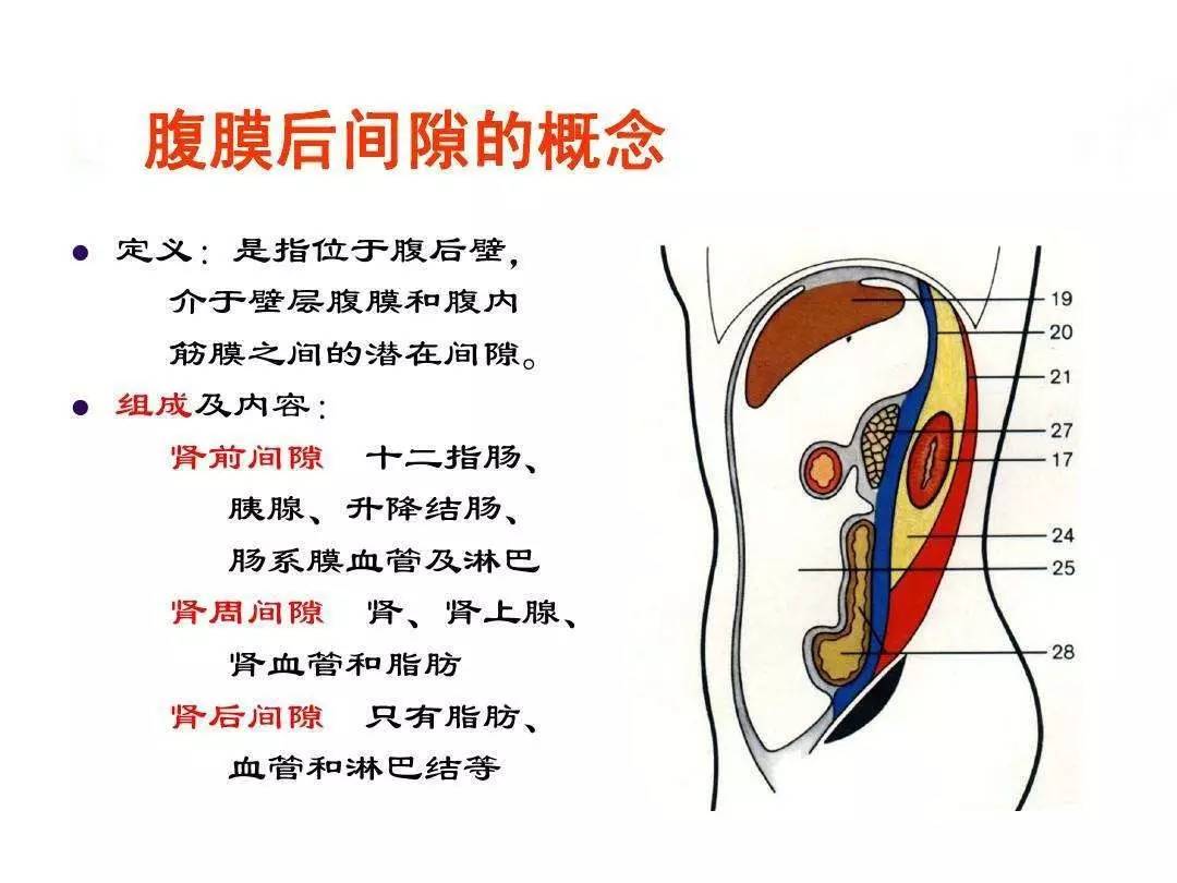 腹膜在哪个位置图解图片