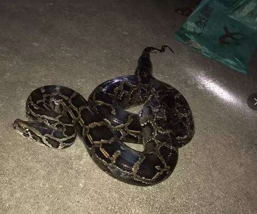 紫金惊现大蟒蛇,长约3米,重45斤