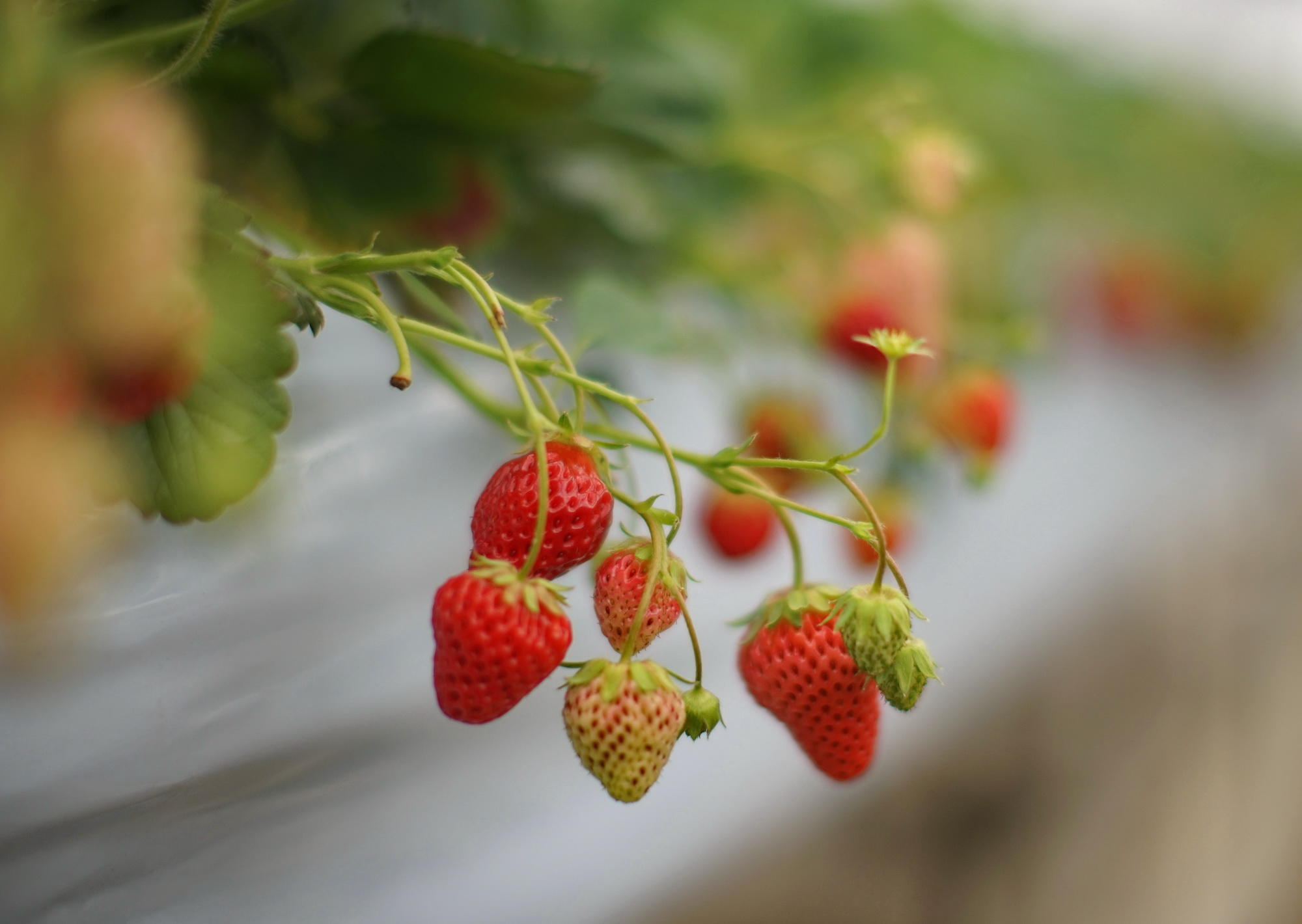 草莓壁纸日系图片