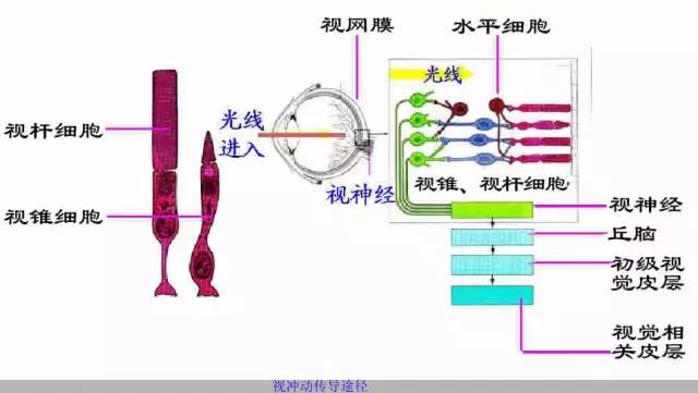 视网膜mir-183/96通过调节靶基因slc6a6的表达,精确调控光感受器细胞