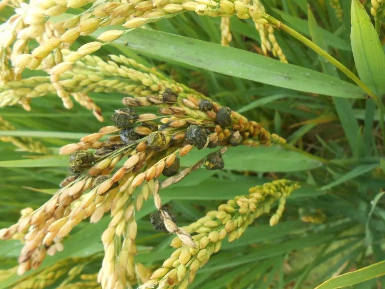 水稻稻曲病显微镜图片图片