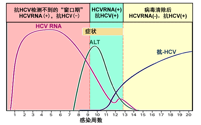 没有丙肝抗体的丙型肝炎?可能吗?