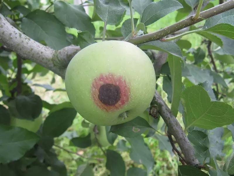 苹果圆斑病图片