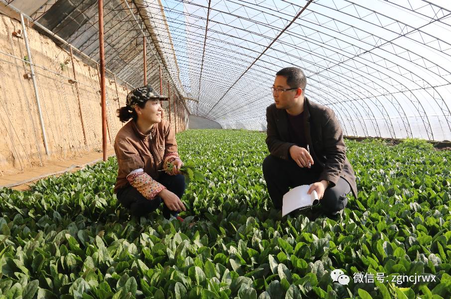 【行社风采】辽宁农信系统发挥特有优势助力精准扶贫