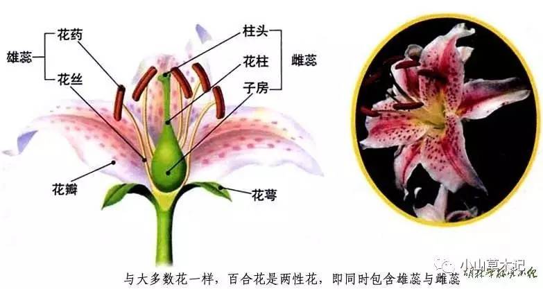 莲花的结构图名称图片