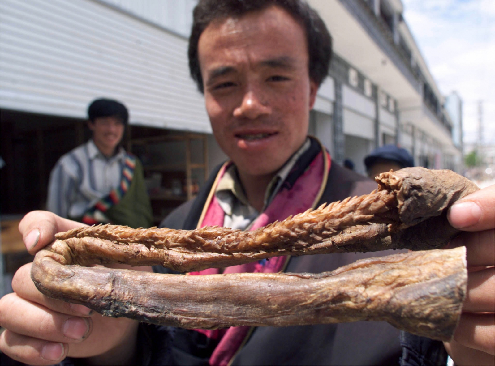 虎鞭图片 活着老虎图片