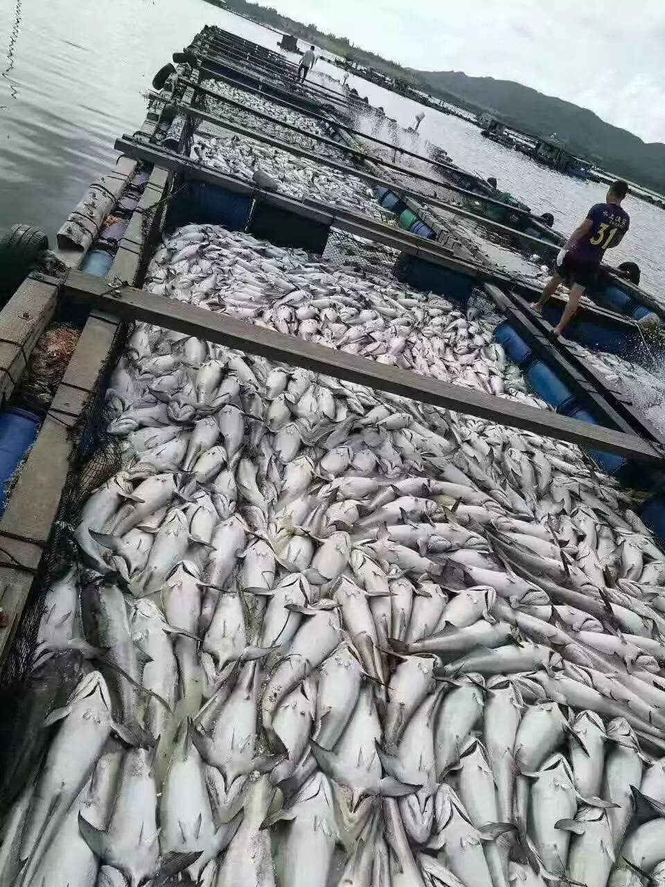 慘烈海南陵水新村港突發大規模死魚事故魚屍堆積如山20多元斤的魚1元