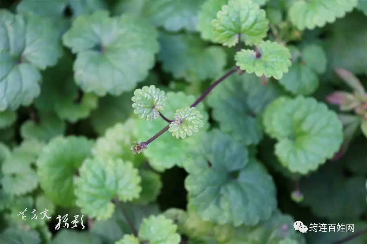 有圆齿,基部心形且叶两面具柔毛或硬毛,叶缘有十八个齿(俗名十八缺草