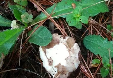 又到一年撿菌季文山人是這樣撿菌子的