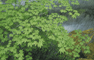 雨水风景动态图片图片