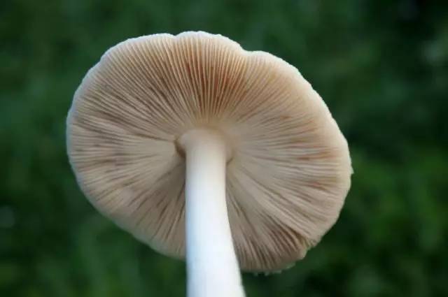 阿速有妙招1新鲜的蘑菇很脆嫩,而且伞状菌盖上有黏液,灰尘很容易粘在