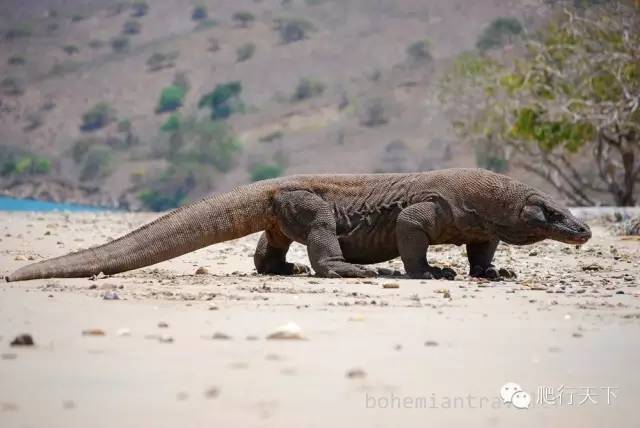 【附錄一科莫多巨蜥】活著的龍——komodo dragon