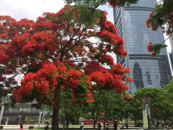 深圳凤凰花开,火红整个夏季