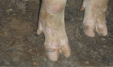 猪蹄裂症状图片图片