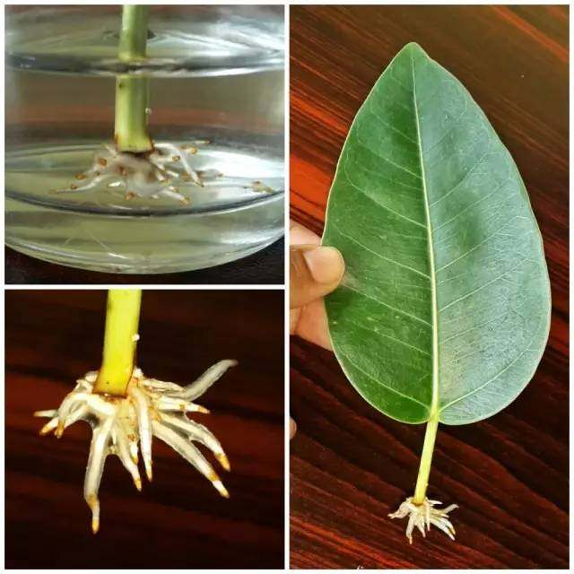 2,橡皮树叶插繁殖茎插繁殖和叶片扦插繁殖速度一样介质越是排水好