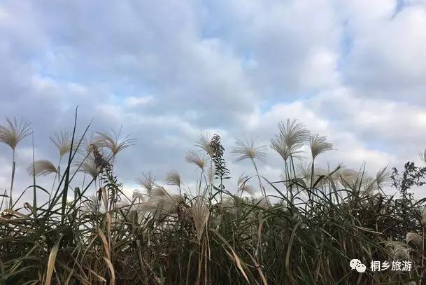 层层叠叠的绿,黄昏暮归的白鹭,扑棱在水面的野鸭…这里,有着江南人