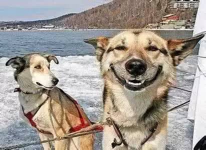 狗狗的笑容可以治愈一切!
