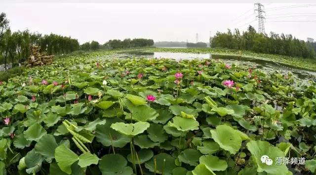 6月11日,单县首届荷花节在单县东沟湿地公园举行.