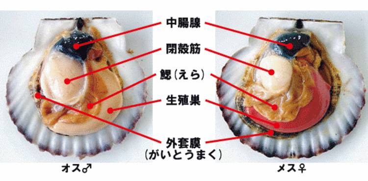 帆立贝贝壳下,丰富的肉体主要有中肠腺(消化腺),闭壳肌,生殖腺和外套