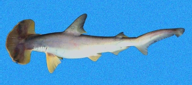 窄头双髻鲨bonnethead shark扇形锤头其他种类无沟锤头鲨栖息地:远洋