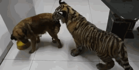 老虎:傻金毛,你咬我啊