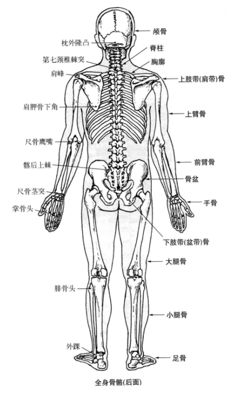 躯干骨的构成图图片