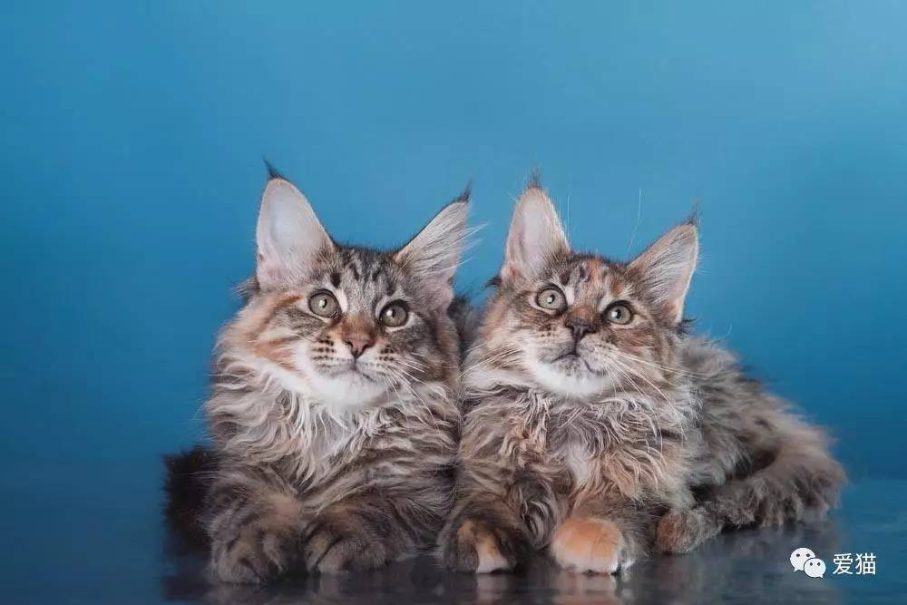 缅因猫也像隔壁的加拿大山猫(猞猁),耳尖都有一小撮毛,两侧都长着长毛