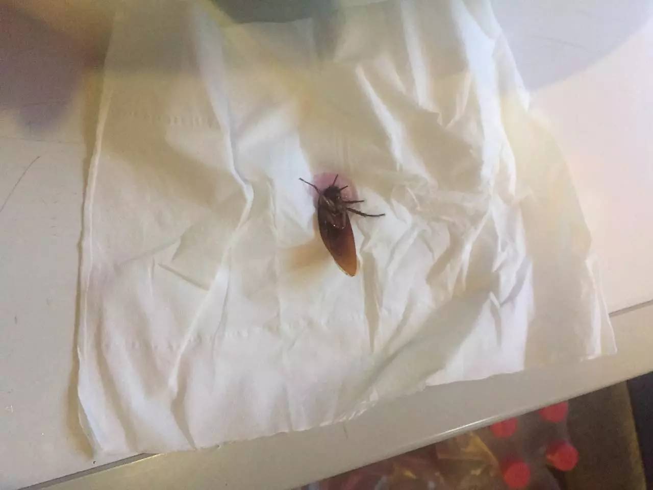 罗斯福酒店里的蟑螂图片