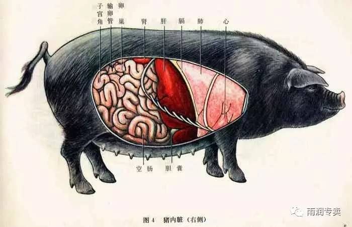 猪的动脉血管分布图图片