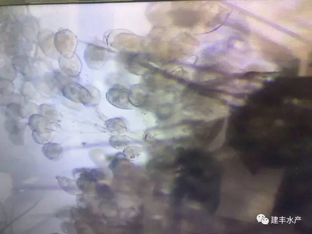 蝦蟹類養殖過程中纖毛蟲病害的處理方法