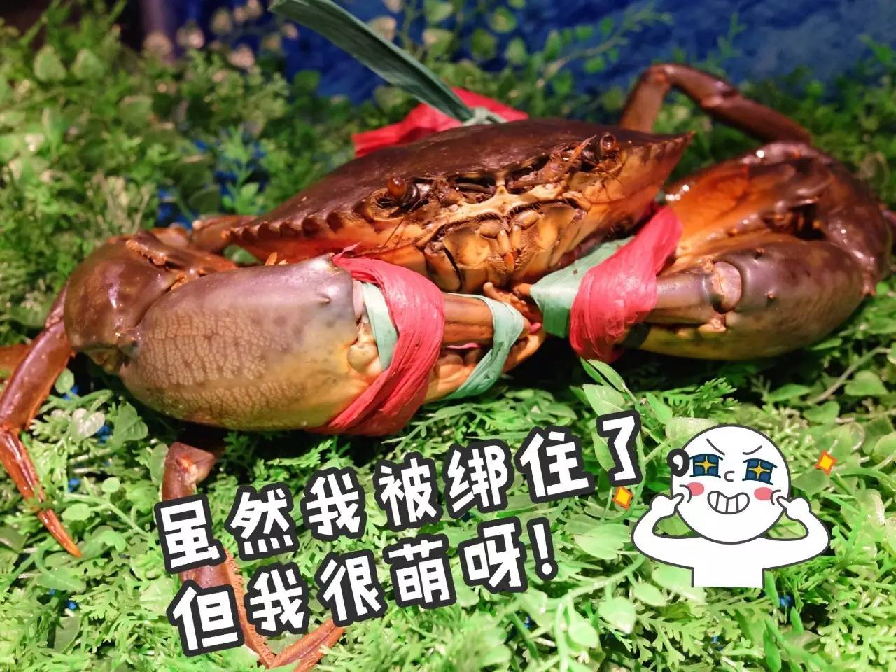 炒螃蟹表情包图片