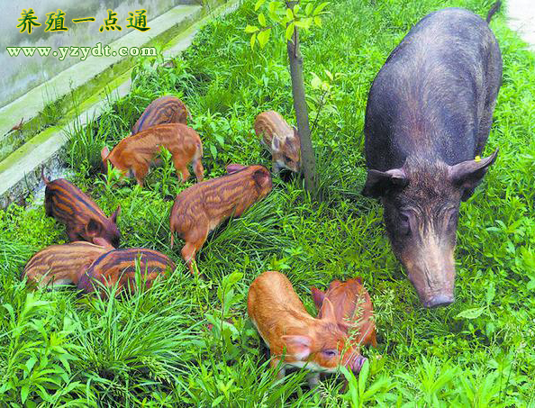 野猪与家猪杂交的特种野猪所产的后代留种