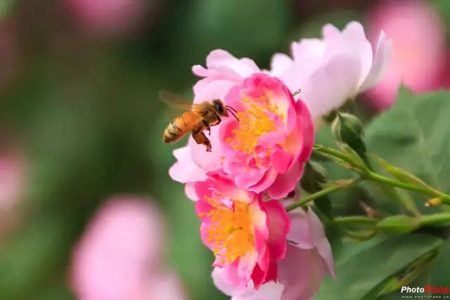 小蜜蜂的钢琴谱图片