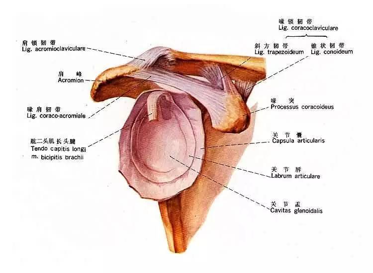 我们先来看看肩关节的结构图,肩关节是全身最灵活的球窝关节,可作屈