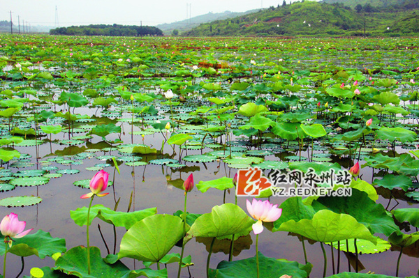 零陵夏阳村荷花争芳斗艳 美不胜收(组图)