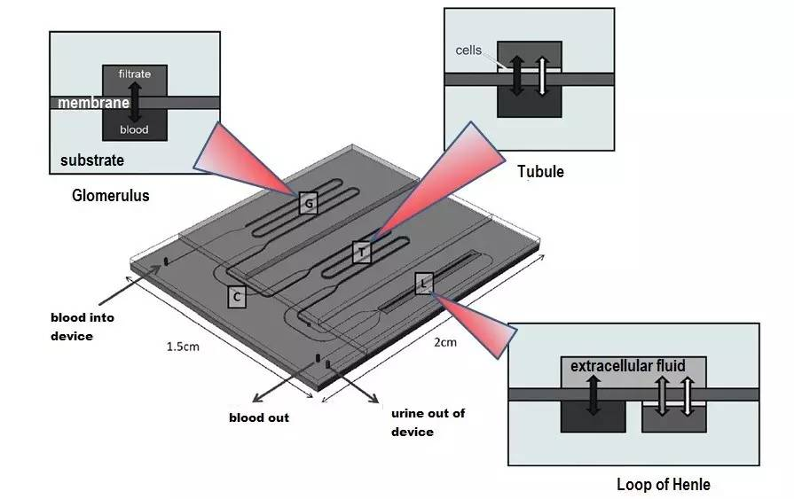 肾单位芯片(图片来源 维基百科"心脏芯片(图片来源 维基百科"肺