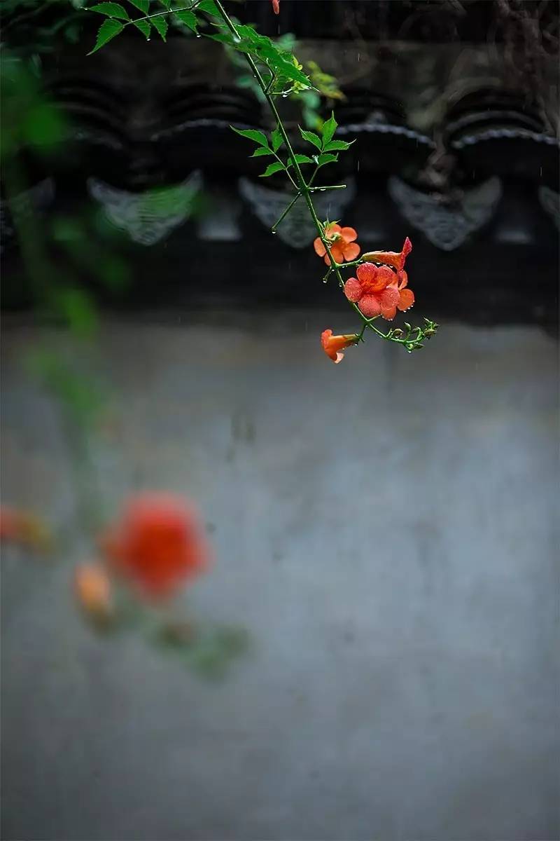 看见梅雨时节里的江南诗意