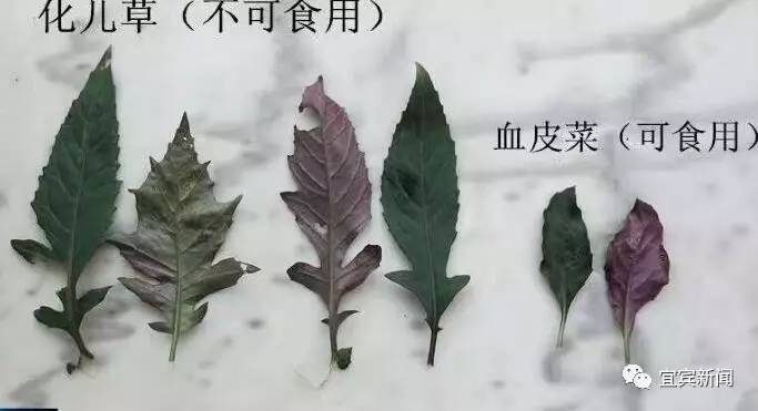 化儿草与血皮菜区别兴文县食药监局工作人员告诉记者,李女士所吃的