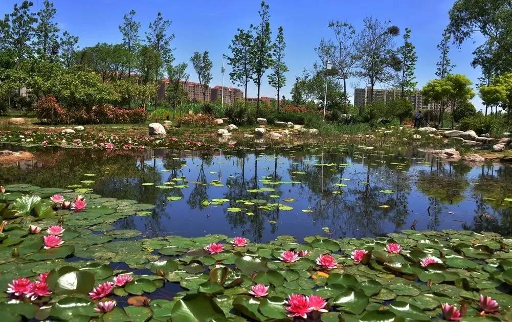郑州滨湖湿地公园图片