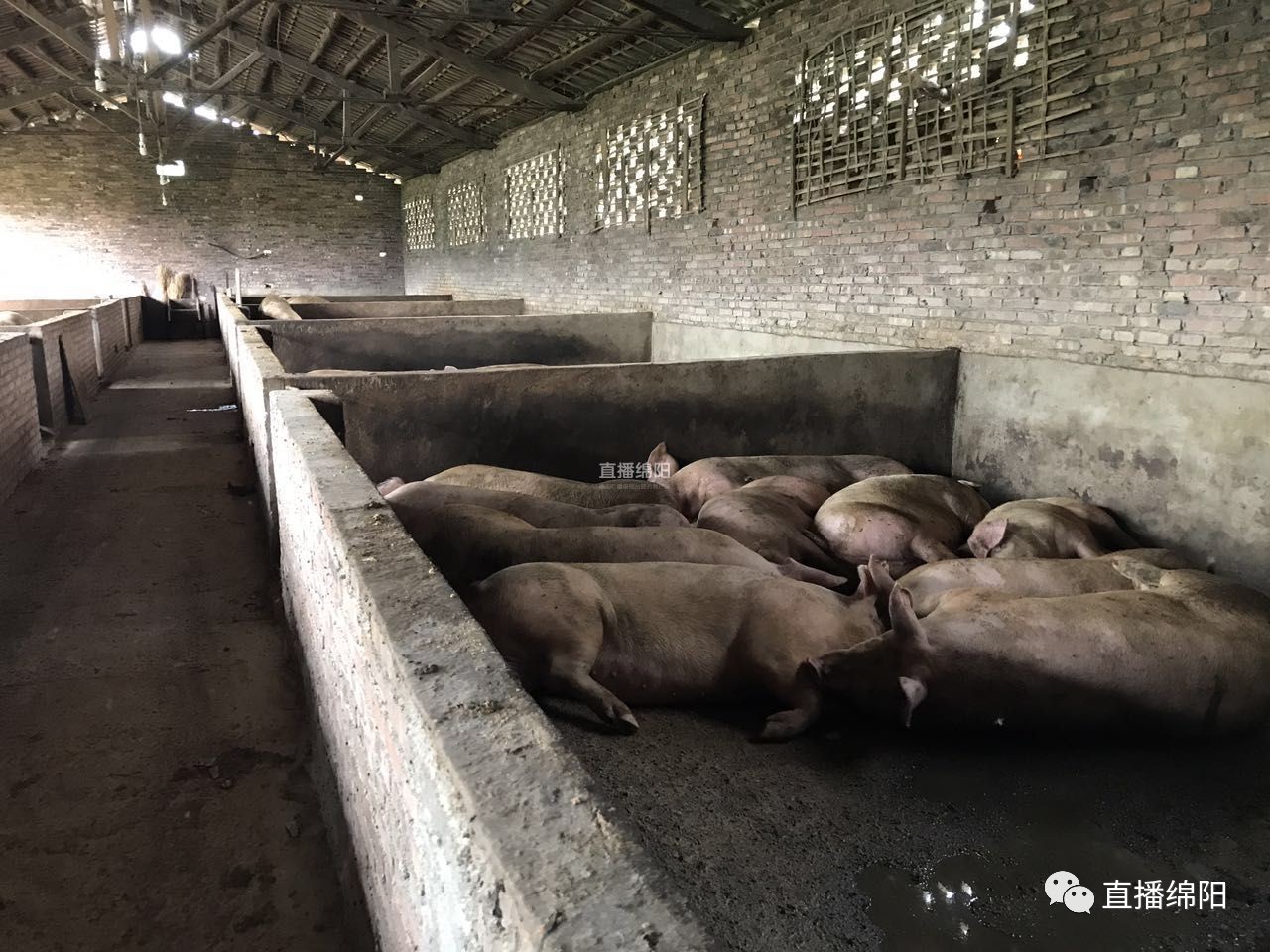 水库大量死鱼疑因养猪场粪水直排所致