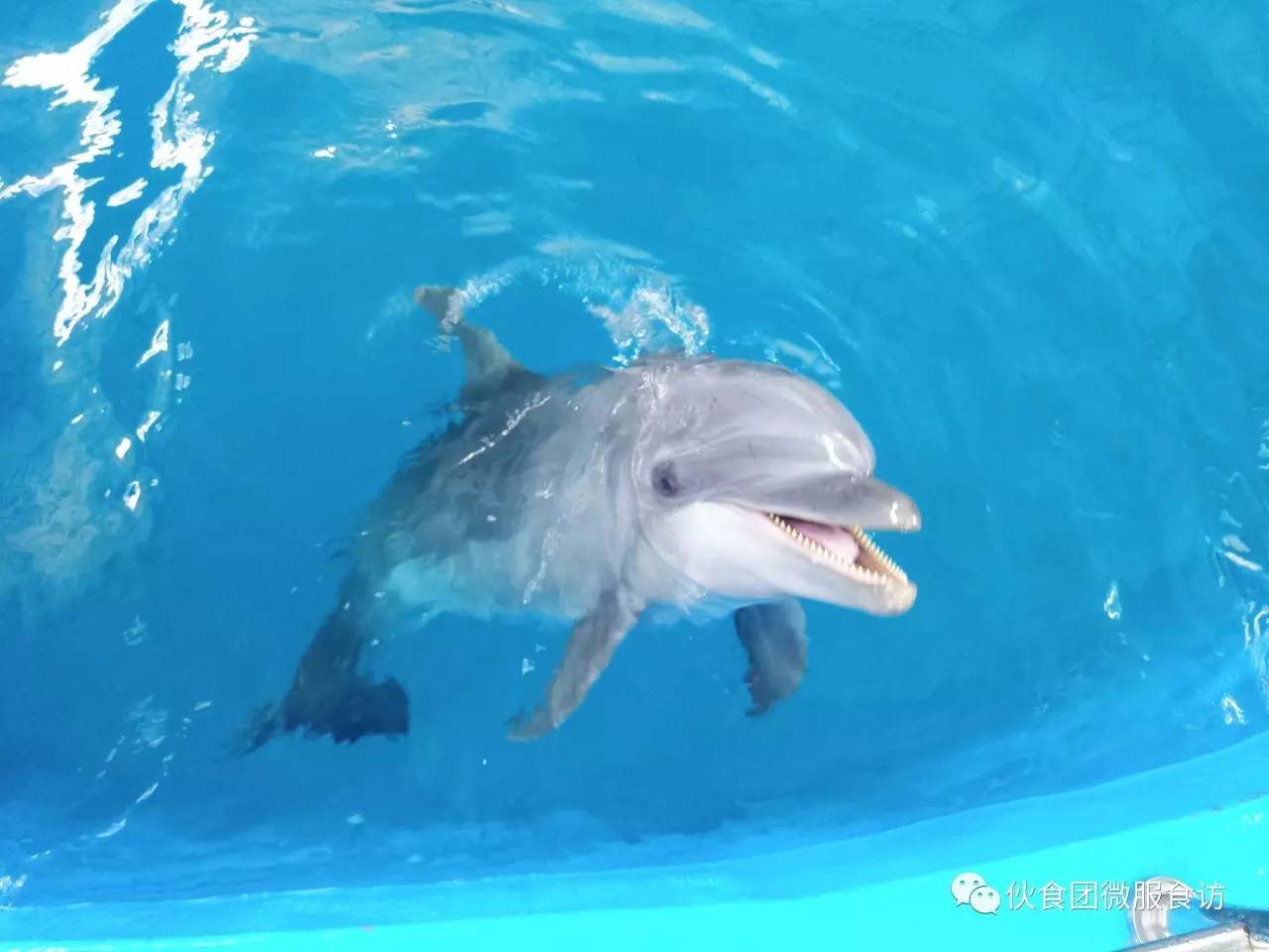 昆明花都海洋世界 海豚白鯨到昆明啦!