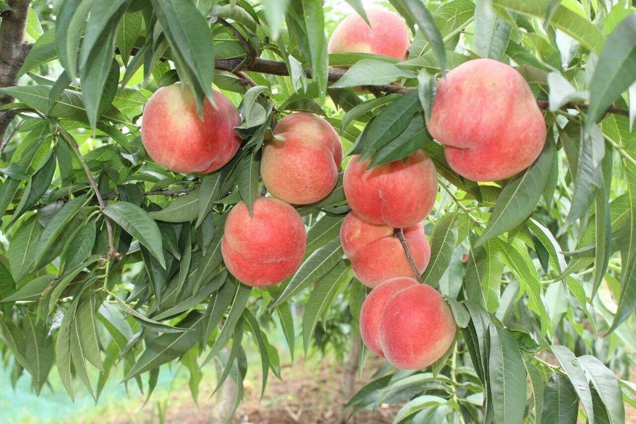 老板坐拥有百亩桃园,园内桃子品种众多,美国加州早甜桃,水蜜桃,大红桃