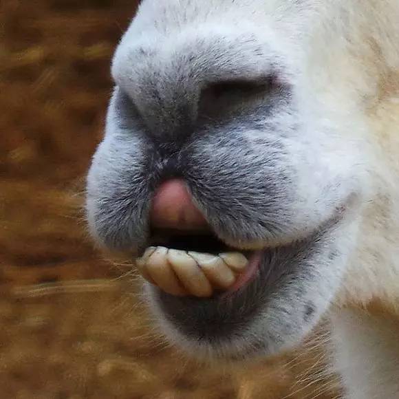 羊驼咀嚼表情包图片
