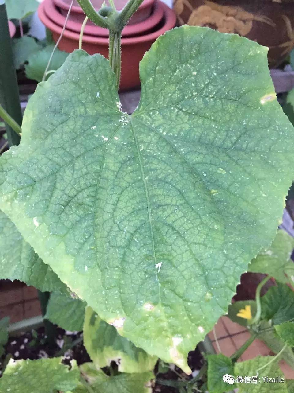 一問一答|辣椒葉片褶皺,辣椒卷葉,木耳菜長紅白圈,茄子爛葉,番茄屁股